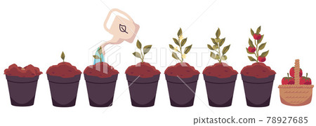 Tomato plant growth cycle from seeds to crop, flat vector illustration isolated. 78927685