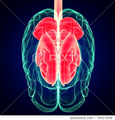 3D Illustration Human Brain Inner Parts Anatomy For Medical Concept 78927686