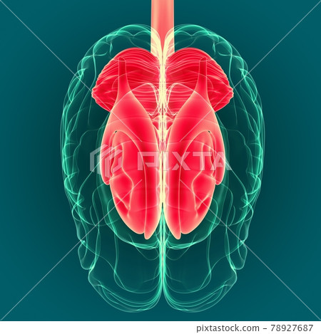 3D Illustration Human Brain Inner Parts Anatomy For Medical Concept 3D Illustration Human Brain Inner Parts Anatomy For Medical Concept 78927687