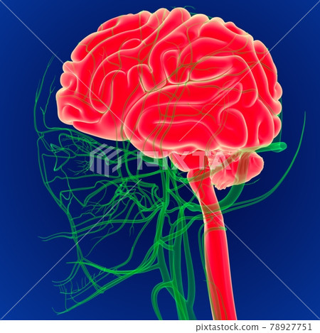 3D Illustration Human Brain with Circulatory System Anatomy. (3D Brain) 3D Illustration Human Brain with Circulatory System Anatomy. (3D Brain) 78927751