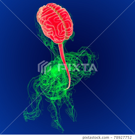 3D Illustration Human Brain with Circulatory System Anatomy. (3D Brain) 3D Illustration Human Brain with Circulatory System Anatomy. (3D Brain) 78927752