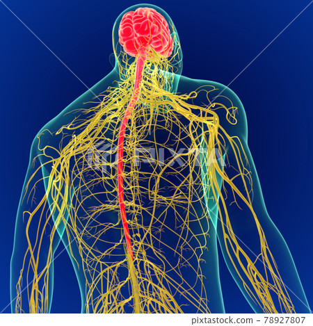3D Illustration Human Brain with Nerves System Anatomy 3D 78927807
