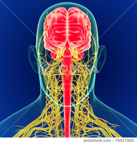 3D Illustration Human Brain with Nerves System Anatomy 3D 3D Illustration Human Brain with Nerves System Anatomy 3D 78927809