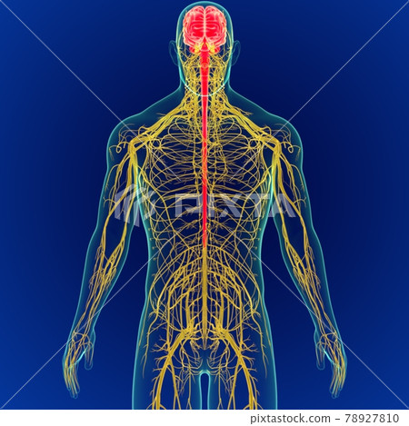 3D Illustration Human Brain with Nerves System Anatomy 3D 78927810