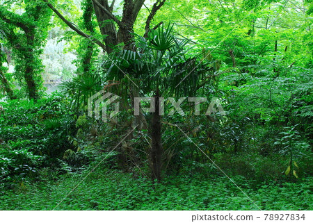 Young palm trees growing in tropical forests 78927834