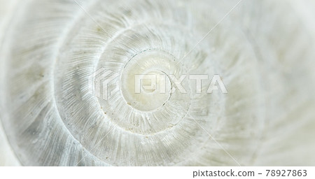 White Circular shell closeup of small snail 78927863