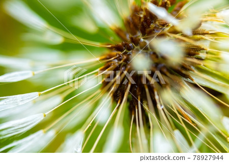 Dandelion seeds against green background closeup 78927944