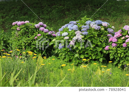 初夏公園裡盛開的繡球花和蓍草花 78928041