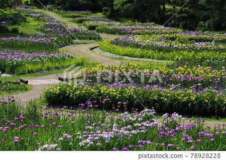 Izumino Park Ayame Garden in full bloom 78928228