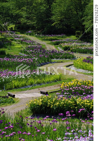 Izumino Park Ayame Garden in full bloom 78928229