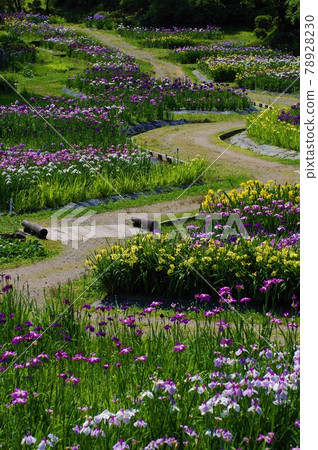 Izumino Park Ayame Garden in full bloom Izumino Park Ayame Garden in full bloom 78928230