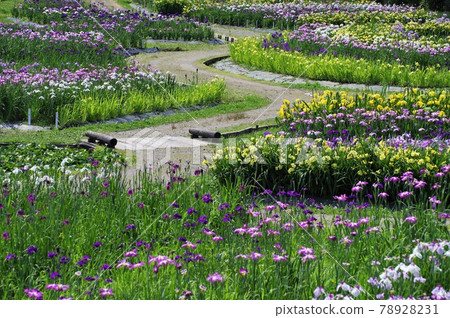 泉野公園A庭花園盛開 78928231