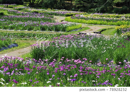 泉野公園A庭花園盛開 78928232