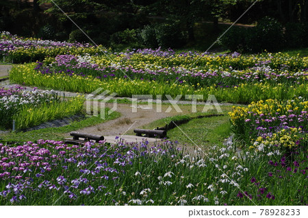 Izumino Park Ayame Garden in full bloom 78928233