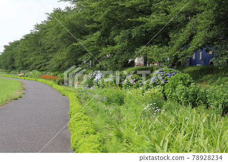 Flowers such as hydrangea blooming in a park in Saitama prefecture in early summer 78928234