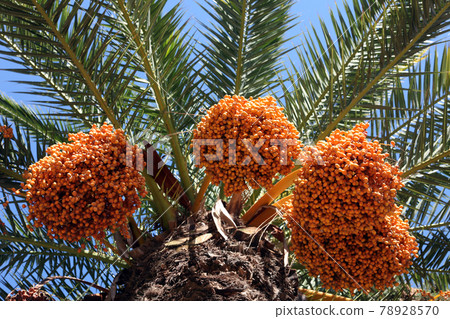 A close up of a phoenix dactylifera palm tree 78928570