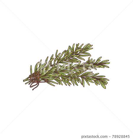 Fresh rosemary sprigs colored engraving style vector illustration isolated. Fresh rosemary sprigs colored engraving style vector illustration isolated. 78928845