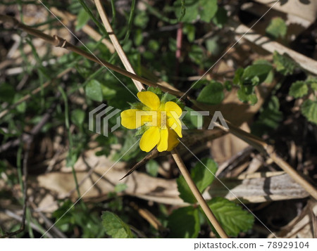丹澤水梨河 Potentilla indica 草莓花 丹澤水梨河 Potentilla indica 草莓花 78929104