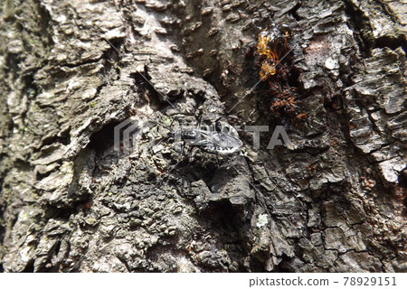 Agriosphodrus turtle Agriosphodrus turtle 78929151