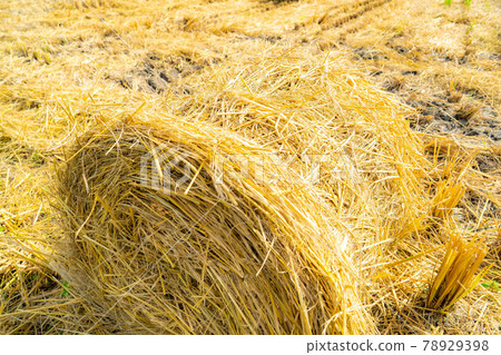 [Autumn material] Rice straw roll [Nagano Prefecture] 78929398