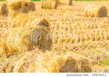 [Autumn material] Rice straw roll [Nagano Prefecture] 78929411