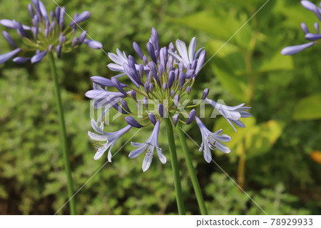 Purple flowers of agapanthus blooming in the park in early summer 78929933