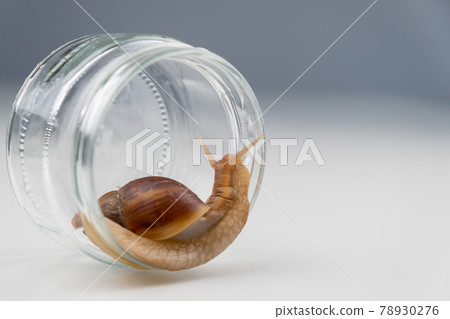 Close-up of a snail crawling on an empty glass jar on a white background. The use of shellfish in cosmetology. Close-up of a snail crawling on an empty glass jar on a white background. The use of shellfish in cosmetology. 78930276