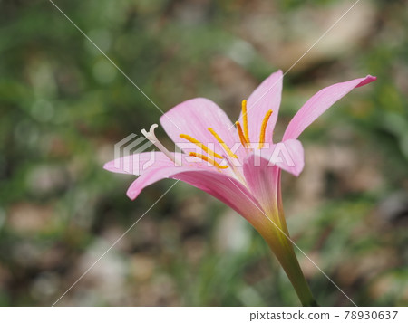 Beautiful pink rain lily Beautiful pink rain lily 78930637