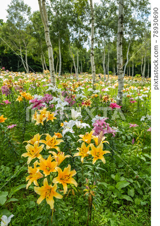 Hunter Mountain Lily Park (Nasushiobara City, Tochigi Prefecture) 78930690