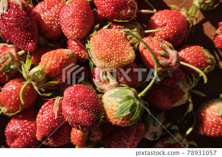 Young strawberries in a metal bowl. Farm-grown berries 78931057