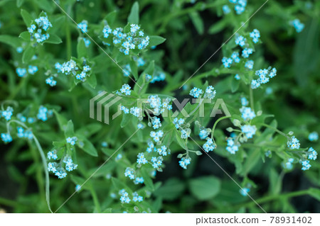 Small blue flowers - forget-me-not and green grass. 78931402