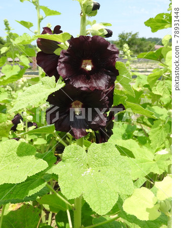 黑錦葵(蜀葵的黑紫色花品種) 黑錦葵(蜀葵的黑紫色花品種) 78931448
