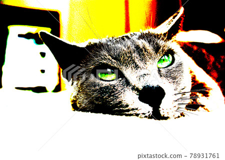 貓俄羅斯藍色 78931761