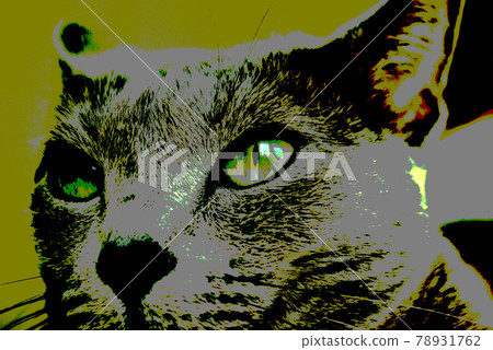 貓俄羅斯藍色 78931762