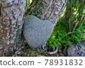 Heart stone (heart-shaped stone) 78931832