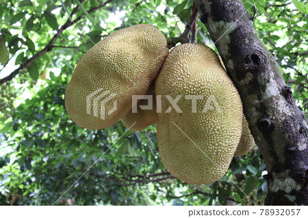 tasty and healthy raw jackfruit stock on tree in the farm for harvest tasty and healthy raw jackfruit stock on tree in the farm for harvest 78932057