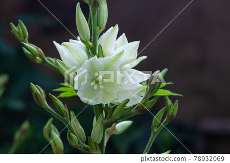 Amazing white Yucca flowers with green leaves background. Yuccas plant bush in the garden.Dark and moody summer backdrop 78932069