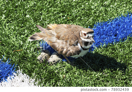 Killdeer plover on her eggs on a green turf field 78932439