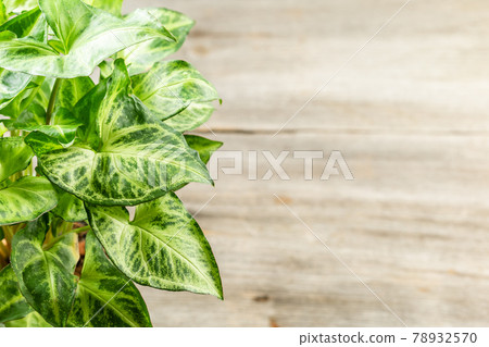 Green leaves Syngonium podophyllum on wooden table Green leaves Syngonium podophyllum on wooden table 78932570