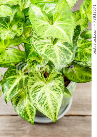Green leaves Syngonium podophyllum on wooden table Green leaves Syngonium podophyllum on wooden table 78932571