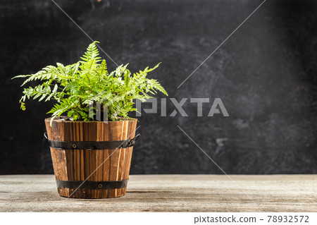 Athyrium filix-femina, the lady fern in a pot Athyrium filix-femina, the lady fern in a pot 78932572