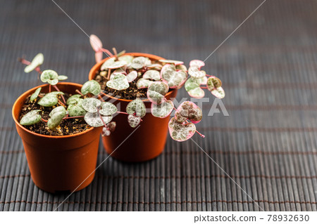 String of hearts young ceropegia plant in a pot String of hearts young ceropegia plant in a pot 78932630