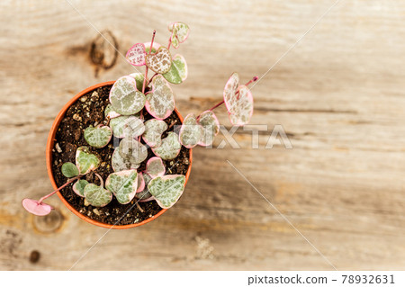 String of hearts young ceropegia plant in a pot String of hearts young ceropegia plant in a pot 78932631