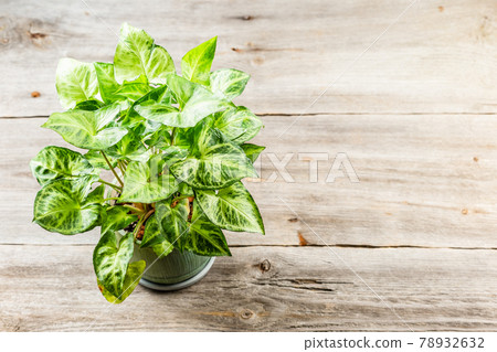 Green leaves Syngonium podophyllum on wooden table Green leaves Syngonium podophyllum on wooden table 78932632