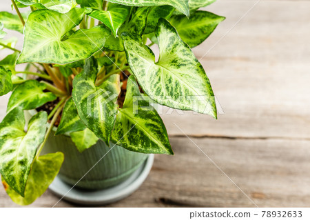 Green leaves Syngonium podophyllum on wooden table 78932633