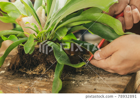 Male hands Mounting Staghorn Fern on Board Male hands Mounting Staghorn Fern on Board 78932891