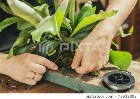 Platycerium or Elkhorn Fern Mount DIY project 78932892