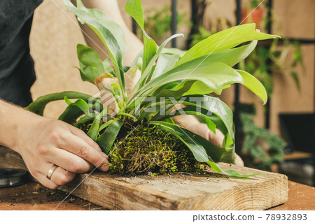 Covering roots of Platycerium with the sheet moss 78932893