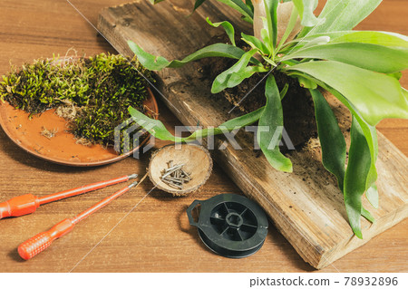 Preparing to Mount Staghorn Fern on Board Flat Lay 78932896