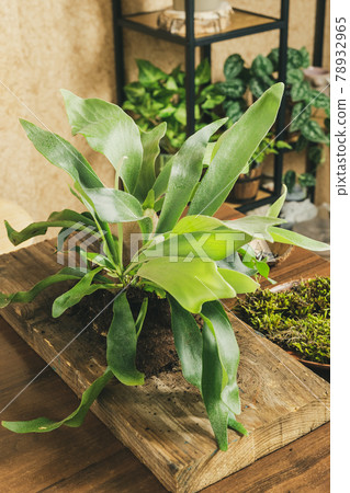 Preparing to Mount Staghorn Fern on Board 78932965